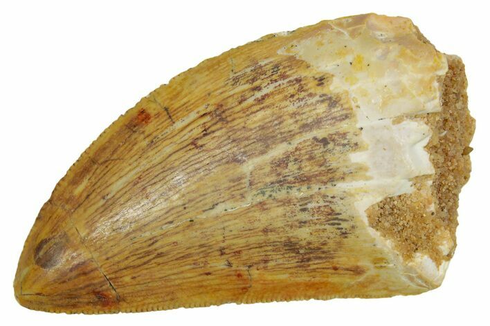 Serrated, Carcharodontosaurus Tooth - Real Dinosaur Tooth #372274